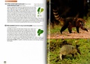 Natuurgids Wildlife of Ecuador | Princeton University