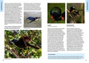 Vogelgids The 50 Best Birdwatching Sites in New Zealand | John Beaufoy
