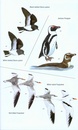 Vogelgids Birds of western Africa  | Bloomsbury