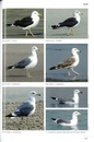 Vogelgids Seabirds of Southern Africa | Struik Nature