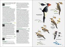 Vogelgids Birds of the West Indies | Lynx