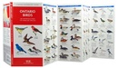 Vogelgids - Natuurgids Ontario Birds | Waterford Press