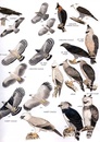 Vogelgids Peru - Birds of Peru | Bloomsbury