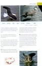 Vogelgids IJsland - Icelandic Bird Guide | Mal og Menning
