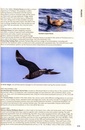 Vogelgids Australia's Birdwatching Megaspots - Australie | John Beaufoy