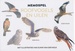 Spel Memospel Roofvogels en Uilen | Kosmos Uitgevers