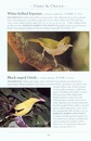 Vogelgids a Naturalist's guide to the Birds of Hong Kong | John Beaufoy