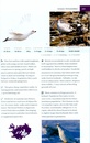 Vogelgids IJsland - Icelandic Bird Guide | Mal og Menning