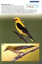 Natuurgids - Reisgids Wildlife of Madeira and the Canary Islands | Princeton University