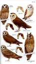 Vogelgids Birds of East Africa | Bloomsbury